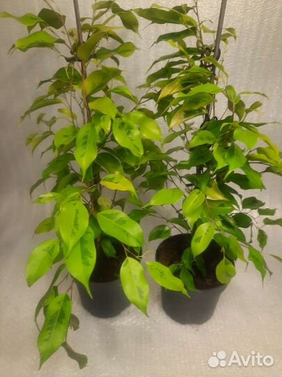 Фикус Бенджамина Голден Моник (Golden Monique)