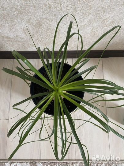 Бутылочное дерево нолина