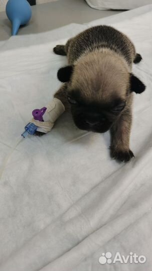 Ветеринарный врач, онлайн консультация