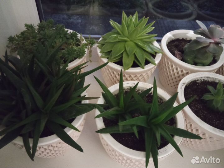 Суккуленты