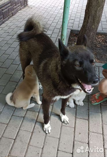 Щенок лайки