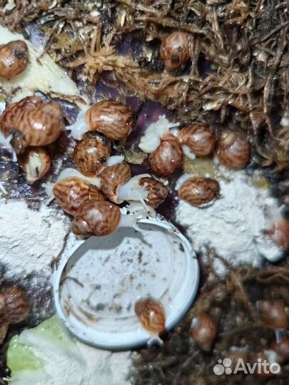 Улитки ахатина тигр Альбино