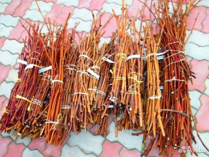 Черенки винограда