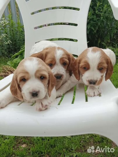 Русский спаниель