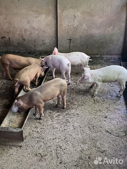 Поросята месяц и десять дней