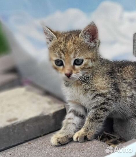 Котят подкинули в коробке