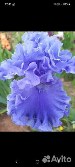 Ирисы бородатые сортовые