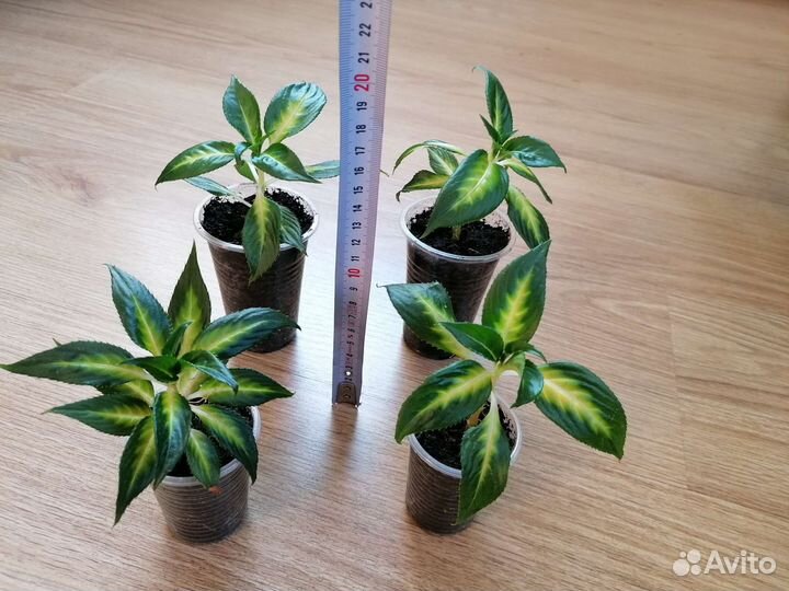 Бальзамины новогвинейский пестролистный