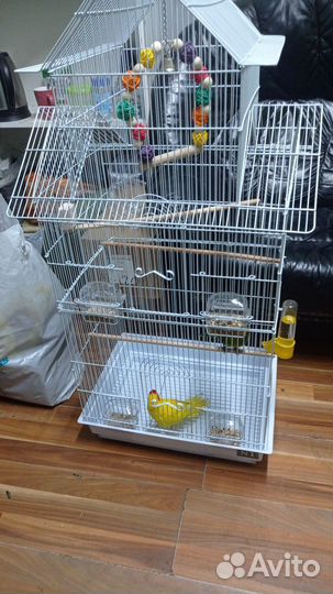 Попугай какарики с клеткой