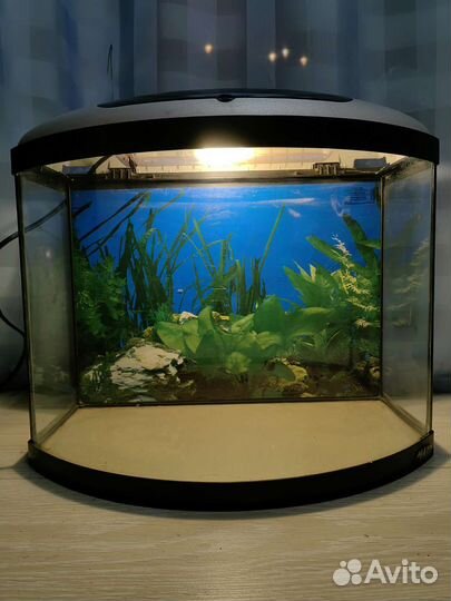 Аквариум