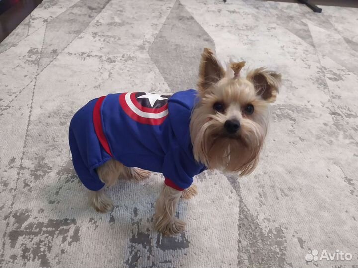 Комбинезон для маленькой собаки/ одежда для собаки