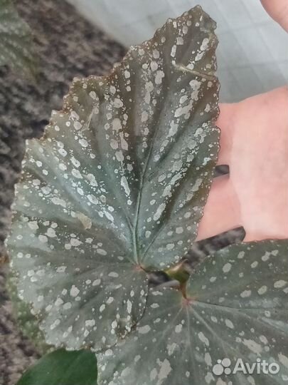 Бегония кейн рипсалис