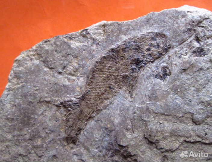 Отпечаток лучепёрой ископаемой рыбы. 365 млн. лет