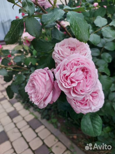 Роза Дитер Мюллер