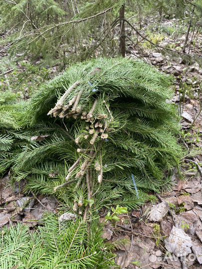 Веники пихтовые для бани