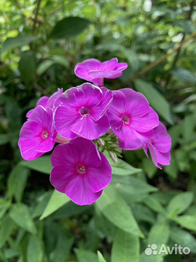 Флокс метельчатый