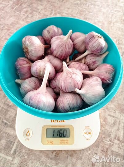 Чеснок