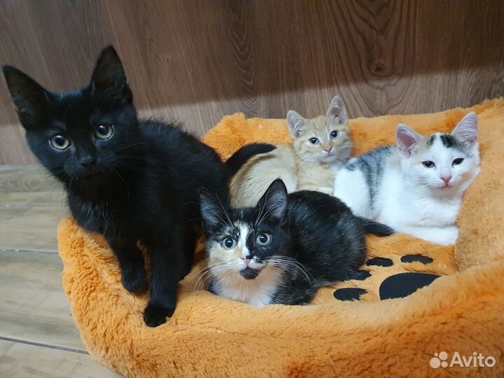 Пять очаровательных малышей ищут дом