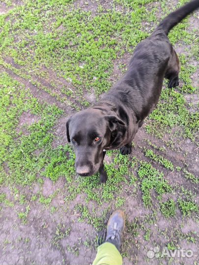 Щенки лабрадора