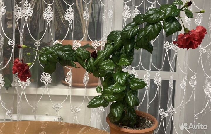 Гибискус махровый