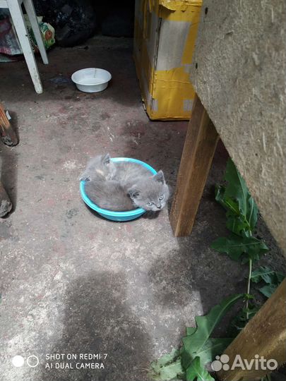 Отдам подарю бесплатно