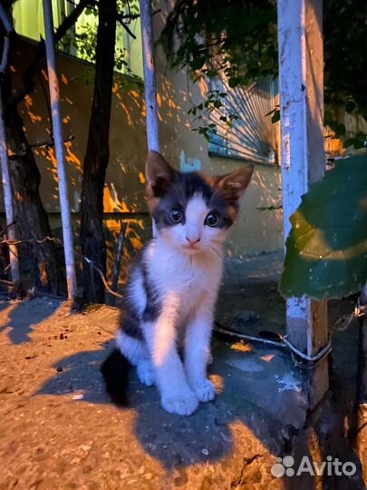 Котенок мальчик бесплатно