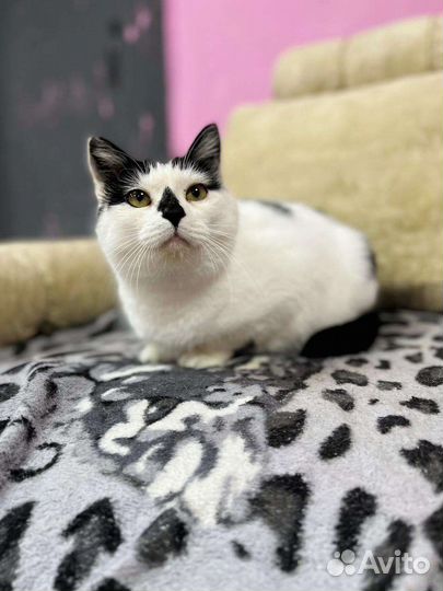 Кошка Стеша