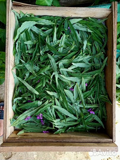 Иван-чай ферментированный крупнолистовой