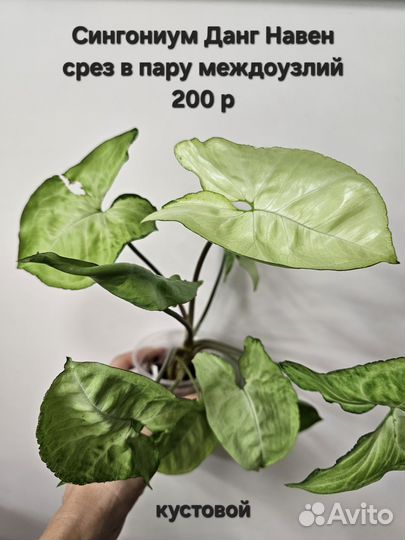 Комнатные растения, Сциндапсус, Монстера