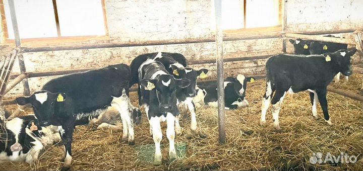 Бычки и телки