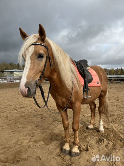 Кобылы, мерена, жеребец и жеребята