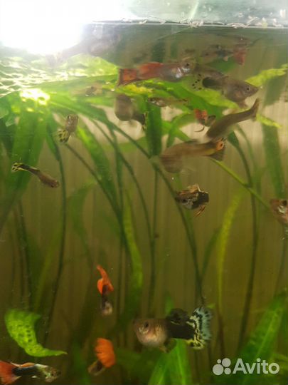 Аквариумные рыбки гуппи