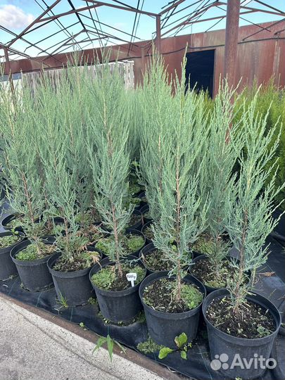 Можжевельник скальный Скайрокет