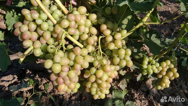 Виноград