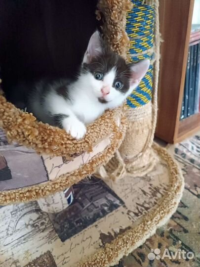 Котята в добрые руки, приучены к лотку, сами едят