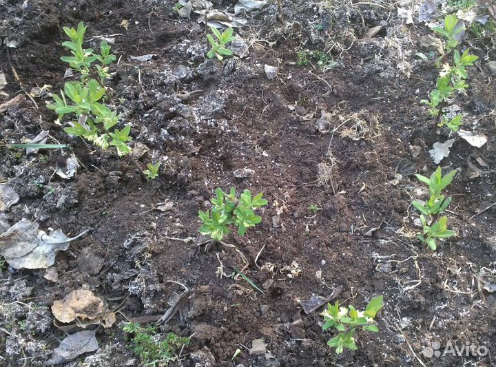 Жимолость, саженцы