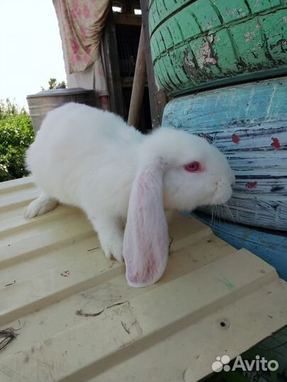 Кролики мясных пород