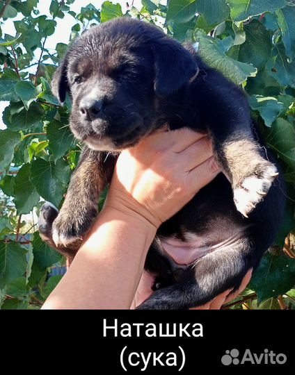 Щенки кане корсо