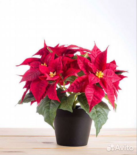 Пуансеттия Рождественская звезда