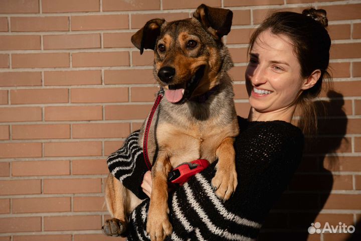 Серая рыжая щенок девочка в добрые руки