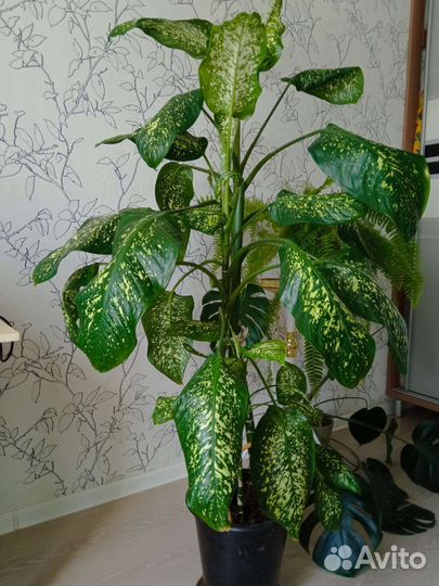 Диффенбахия