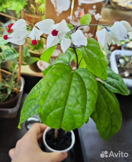 Клеродендрум госпожи томпсон