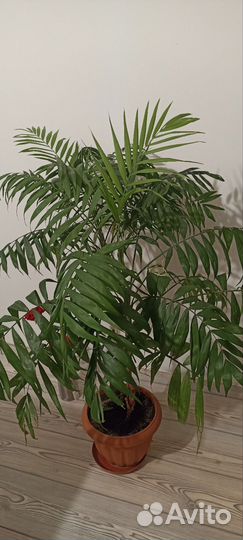 Пальма Арека цветок