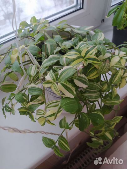 Традесканция вариегантная