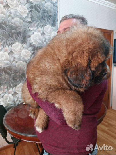 Тибетский мастиф,львиный тип