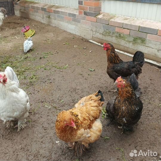 Куры молодки несушки