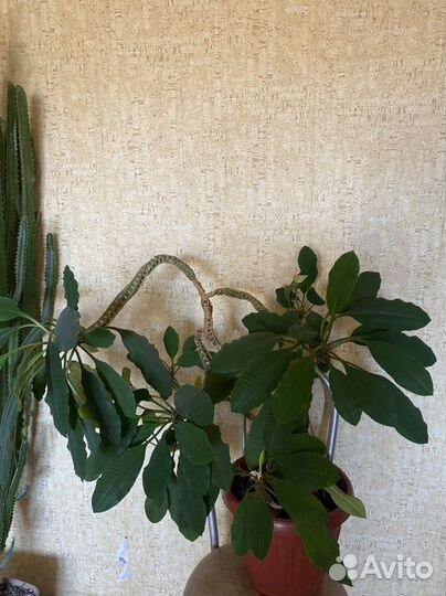 Отдам Молочай