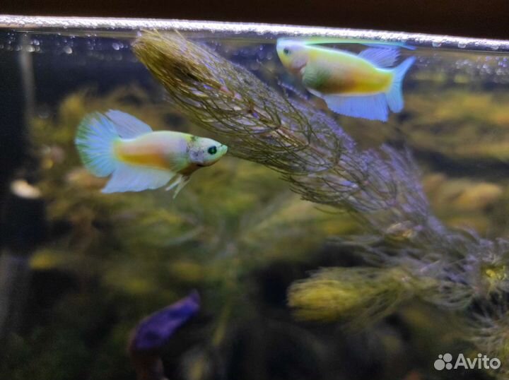 Запуск и обслуживание аквариума