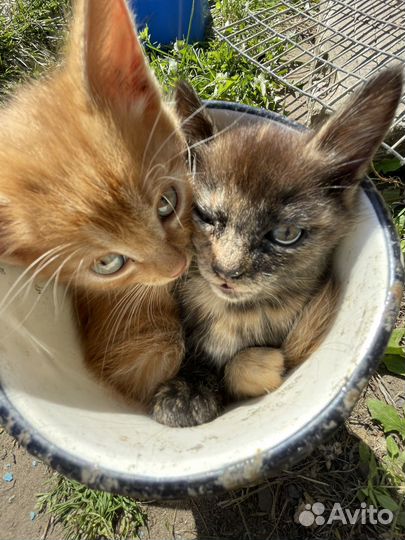 Отдам котят в добрые руки