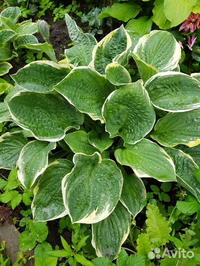 Хоста растение